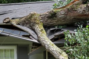 Tree branch damaging residential roof, highlighting storm and hail damage repair services by Grier Roofing.